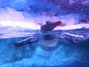 GriP AntiRutsch für Bangkoker Pinguine: Trittsicher watscheln und hüpfen