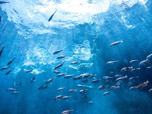 Wie schwimmende Kraftwerke Kohlendioxid aus dem Ozean recyceln