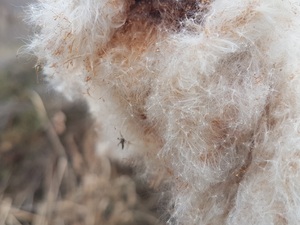 Jade Hochschule: Wärmedämmstoffe aus der Typha