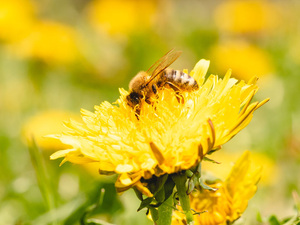 Dena: Strategische Weichenstellungen für den Klimaschutz