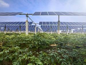 Agri-PV: Neuer Hybrid-Standard für Land- und Solarwirtschaft