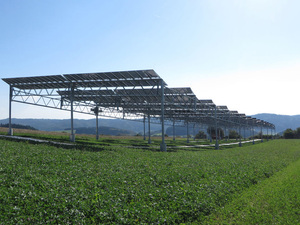 Agri-Photovoltaik im EEG: Potenziale und Synergien nutzen