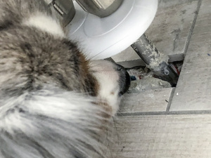 Leckageortung auf vier Pfoten: Spürhündin Luna entdeckt Rohrbrüche