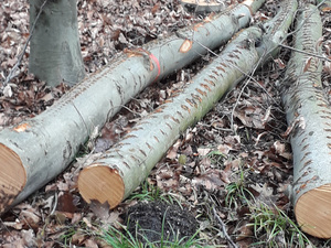 Brennholz fällt bei der regelmäßigen Waldpflege an, ist nicht sägefähig und somit für die Möbel- und Bauindustrie nicht zu gebrauchen.