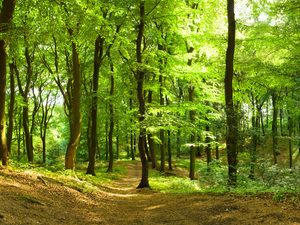 Nachhaltige Holznutzung gefordert: Klimawandel setzt deutschen Wäldern zu