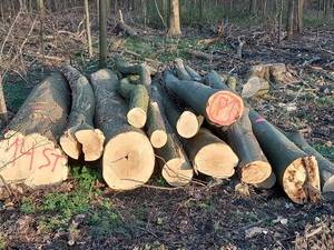 Holz, das Forstwirte an Privatpersonen als Brennholz verkaufen, ist für die Verarbeitung in Sägewerken nicht geeignet