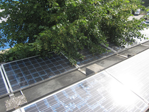 Aktuelle Gerichtsentscheidungen: Bäume fällen oder Ertragseinbußen hinnehmen?