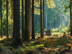 Waldnutzung in Deutschland: Diese Regeln sollten Sie kennen
