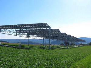 Agrophotovoltaik: Kartoffeln unter dem Kollektor