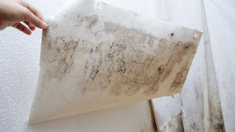 Schimmelalarm in der Wohnung